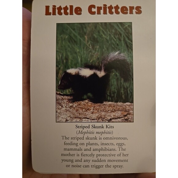 Little Critters Playing Cards Deck, Impact Photographics, 54 Playing Cards - Picture 4 of 7